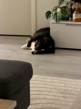 A black and white corgi cardigan sleeping next to a tv bench.