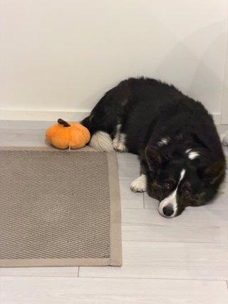 A black and white corgi cardigan lying next to a pumpkin toy.