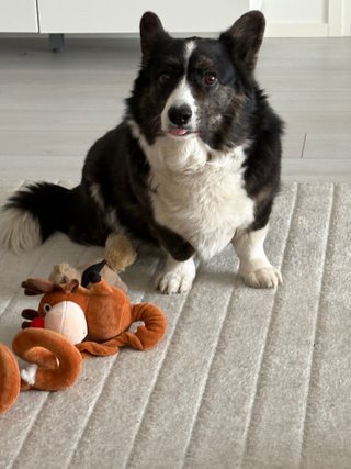 A black and white corgi cardigan making a funny face. She has her tongue out and is looking super cute.