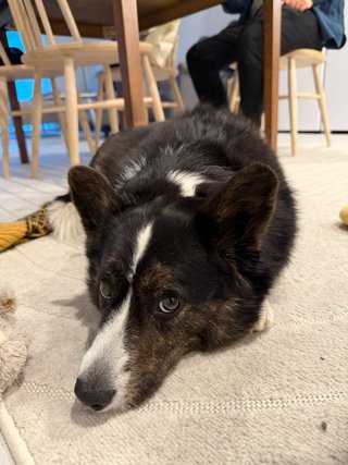 A black and white corgi cardigan lying on the floor and looking into the camera.