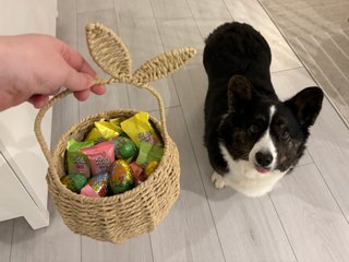 A black and white corgi cardigan starring at an easter basket filled with chocolates. She has her tongue out and looks adorable.