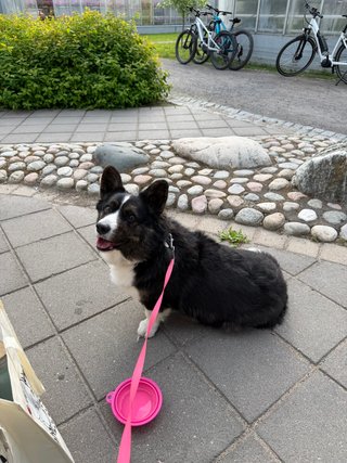A black and white corgi cardigan sitting outside and watching up at the camera.