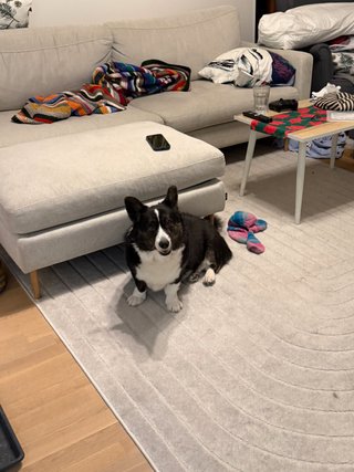 A black and white corgi cardigan sitting next to a couch and watching into the camera.