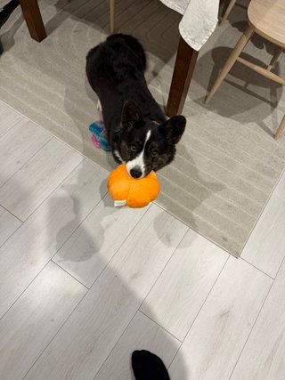 A black and white corgi cardigan playing with a pumpkin toy.