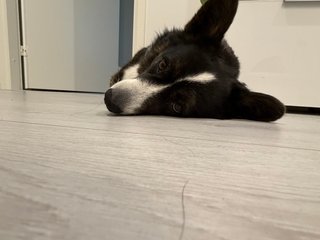 A black and white corgi cardigan lying on the floor and watching towards the camera.