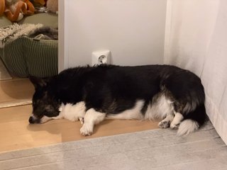 A black and white corgi cardigan sleeping in her favorite corner. Her dog bed is visible in the background.