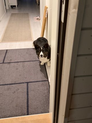 A black and white corgi cardigan watching carefully as the photographer enters the home.