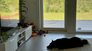 A black and white corgi cardigan lying on the floor in front of the TV. She is seemingly listening to the song playing (Motion Sickness by Phoebe Bridgers) there.