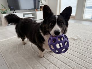 A black and white corgi cardigan standing and watching into the camera carrying a purple ball in her mouth.