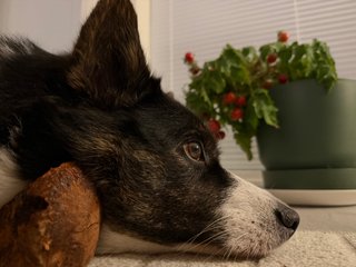 A side profile of a black and white corgi cardigan