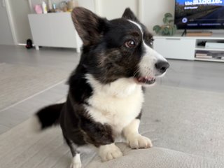 A black and white corgi cardigan with her front paws up on a couch.