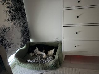 A black and white corgi cardigan sleeping in her bed.