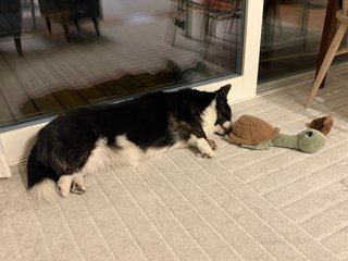 A black and white corgi cardigan sleeping in fron of a balcony door, next to a dog toy.