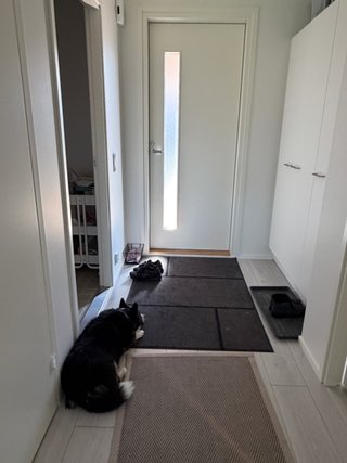 A black and white corgi cardigan waiting at the door.