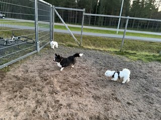 A black and white corgi cardigan playing with two little white dogs in a dog park.