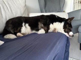 A black and white corgi cardigan sleeping on a couch with her head hanging down from it.