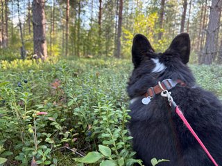 A black and white corgi cardigan in a forest next to a blueberry bush.