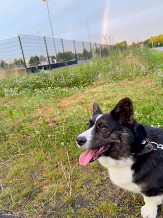 A black and white corgi cardigan in front of a rainbow.