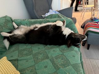 A black and white corgi cardigan sleeping on her back on a couch.