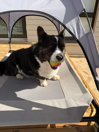 A black and white corgi cardigan with a ball in her mouth in her tent outside on the terrace.