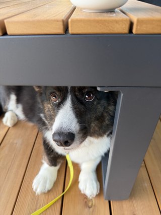 A black and white corgi cardigan looking up from under a table.