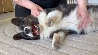A black and white corgi cardigan getting a good scratch.