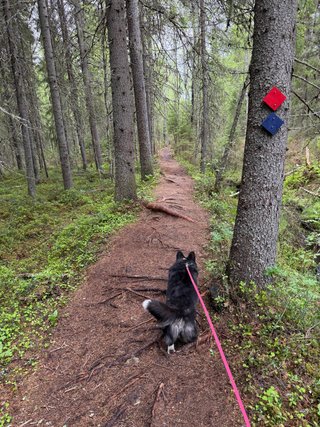 A black and white corgi cardigan eagerly walking down a forest trail.