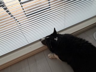 A black and white corgi cardigan watching out of a large window.