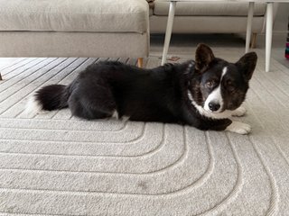 A black and white corgi cardigan photographed from the right side and looking towards the camera.