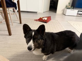 A black and white corgi cardigan photographed while she was walking past the camera.