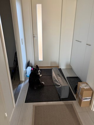 A black and white corgi cardigan guarding the door and looking back over her shoulder.