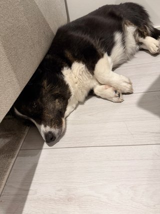 A black and white corgi cardigan lying next to and with her head under a couch.
