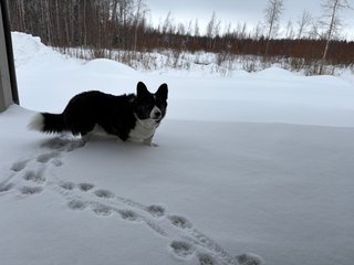 A black and white corgi cardigan walking through a snowy landscape.