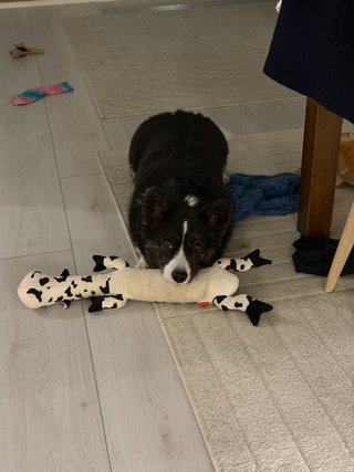 A black and white corgi cardigan resting her chin on a black and white dog toy.