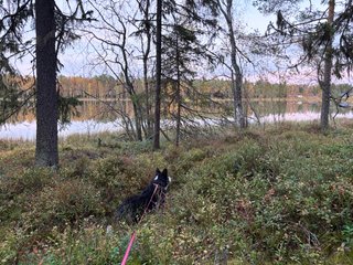 A black and white corgi cardigan walking through a forest next to a lake.
