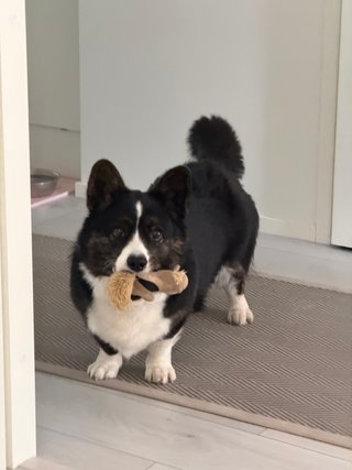 A black and white corgi cardigan with a toy in her mouth.