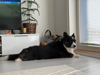 A black and white corgi cardigan lying on the floor in front of a terrace door.
