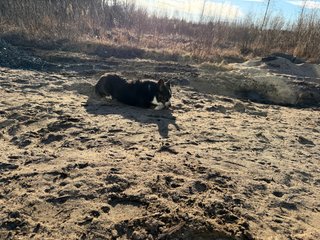 A black and white corgi cardigan lying in an empty back yard, playing with a piece of wood.