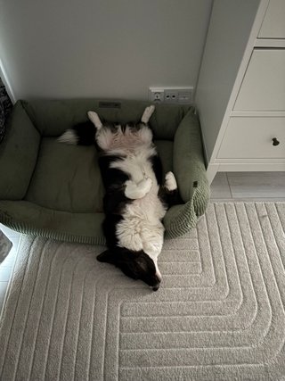 A black and white corgi cardigan sleeping half on the dog bed and half on the floor.