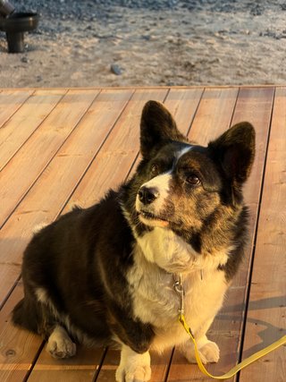A black and white corgi cardigan sitting on a porch, looking at someone outside the frame. She is beautifully illuminated by the orange glow of the evening sun.