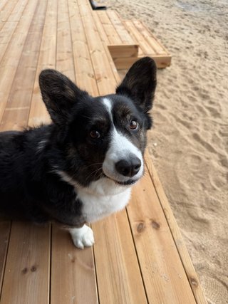 A black and white corgi cardigan sitting on a porch and watching into the camera.