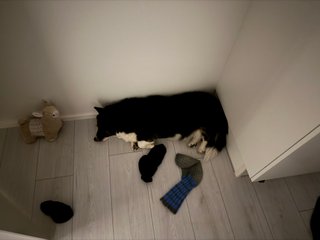 A black and white corgi cardigan sleeping in a dark corner in a bed room. There are some socks strewn about.