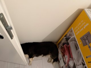 A black and white corgi cardigan sleeping with her head right behind the door. She