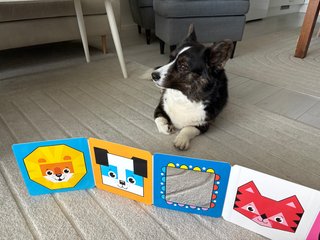 A black and white corgi cardigan lying on the floor. In front of her is a baby book.