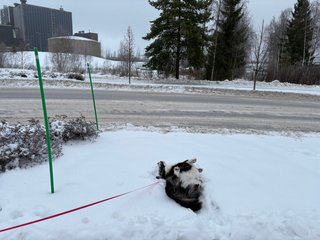 A black and white corgi cardigan bathing in the snow next to a road.