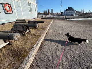A black and white corgi cardigan standing in front of some old cannons. Her shadow is looking somewhat similar to them.