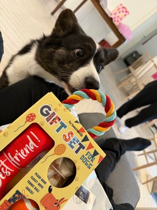 A black and white corgi cardigan being excited about a gift set for dogs.