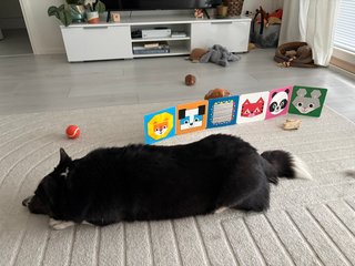A black and white corgi cardigan lying in front of a few dog toys and a baby book.