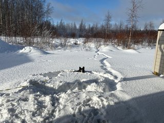 A black and white corgi cardigan playing in the deep snow.
