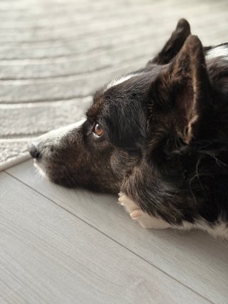 A close-up of a black and white corgi cardigan lying on the floor and looking straight ahead. She is photographed from the side and her gaze goes towards the left of the frame.